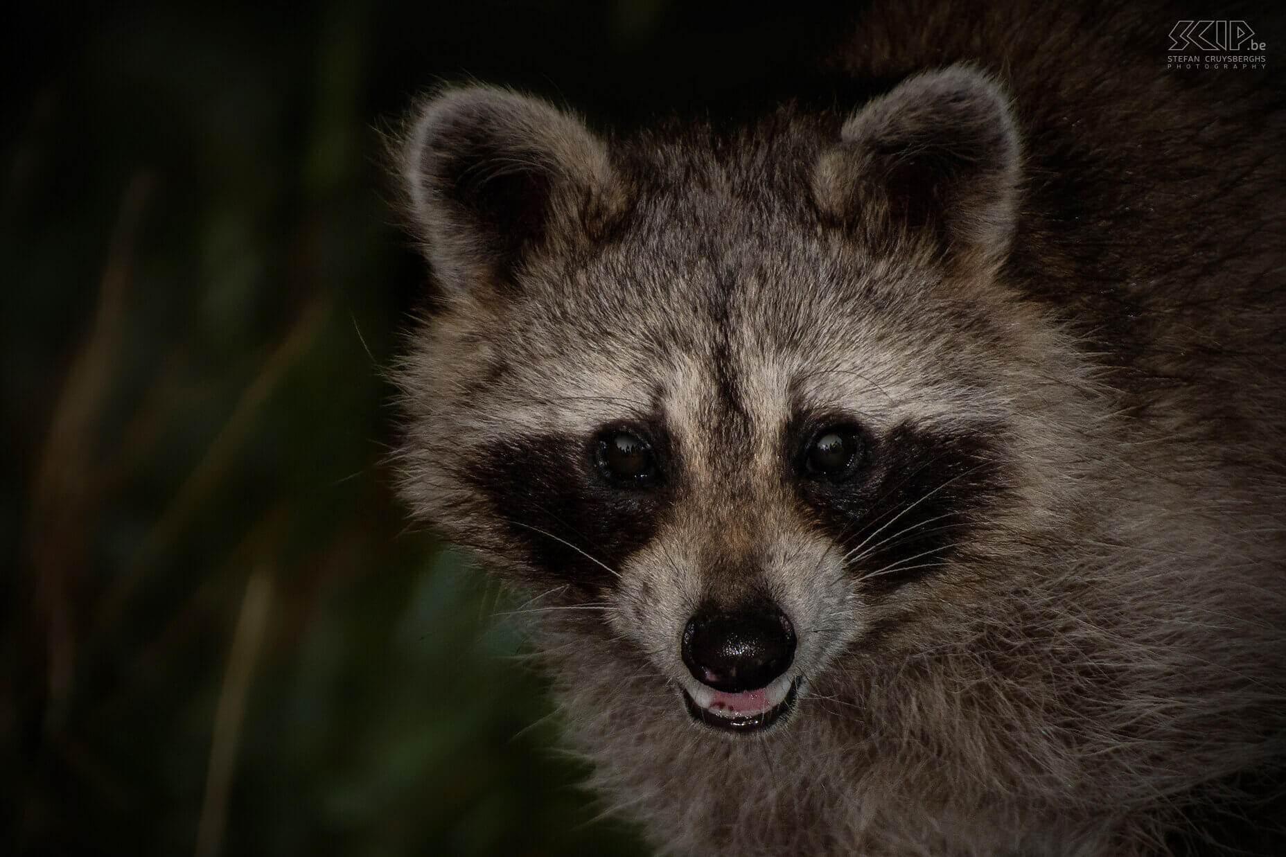 Racoon During one of the nights that I stayed in the observation cabin in the Ardennes, I was able to photograph the raccoon. The little bears with Zorro mask and ringed tail look cute and cuddly, but they are not. The raccoon is an invasive exotic species that has been introduced in Germany since WWII and has since spread to neighboring countries. There are probably more than a thousand in the Belgian Ardennes. And now and then one even pops up in Flanders. Raccoons are mainly active at night and are therefore rarely seen. They have no natural predators and do cause some damage in our forests. They are omnivores and so they eat everything; fruits, nuts, corn, worms, birds, lizards, snakes, fish and even squirrels. Stefan Cruysberghs